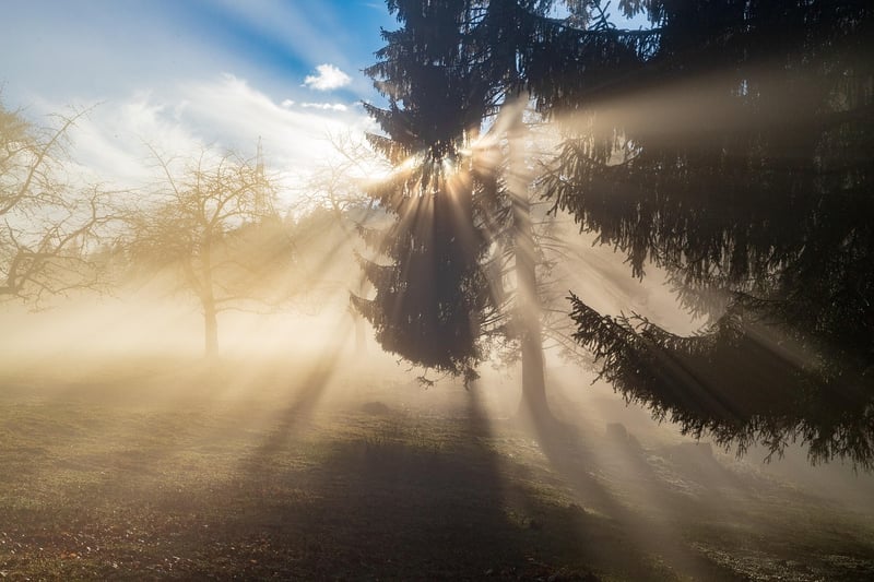 Enchanted Forest